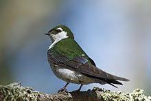 Common Birds Of Cape Cod The Violet Green Swallow Tachycineta Thalassina Is A Small North American Swallow Animals Beautiful Green Bird Animals