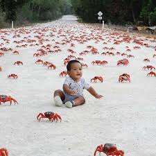 Bright red is the common colour but there are the occasional orange specimens and more rarely some purple animals. Enjoying The Spectacle That Is The Red Crab Migration On Christmas Island Every Year At The Beginning Of The Wet Season 40 Million Red Crabs Make Their Way From The Rainforest