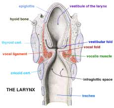 voice swallowing anatomy ohsu