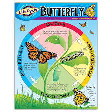 Bulletin Board Chart Educational Science Life Cycle Butterfly