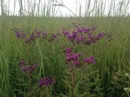 Ironweed: Strong Stem, Beautiful Blossoms - Red Stem Native Landscapes