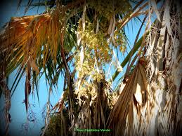 É natural dos estados unidos e méxico, e necessita de muito sol. Meu Cantinho Verde Palmeira De Saia Da California Washingtonia Filifera