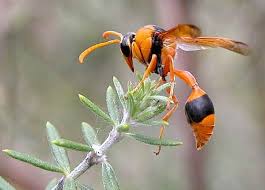 All Black Bug That Looks Like A Wasp Orange Potter Wasp Eumenes Latreilli Wasp Wasp Insect Bugs And Insects