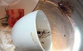 We did not find results for: Here S The Truth About Palmetto Bugs Most Importantly How To Kill Them