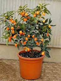 Kumquat is a small citrus fruit that grows in climates too cool for other citrus plants. Marumi Kumquat Bonsai Tree Fortunella Japonica Kumquat Tree Bonsai Tree Bonsai