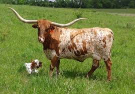 Mi Tierra Longhorns Raising Registered Texas Longhorns In Joplin Mo Miniature Cow Breeds Longhorn Cattle Cattle