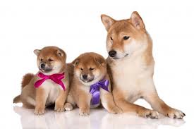 We did not find results for: Price Of Shiba Inu In Japan The C Shibainu Philippines Facebook