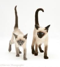 Rights managed white background image. Seal Point And Blue Point Siamese Kittens Photo Wp11025