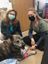 I can't think of another place to care more. Dr Jaclyn Warner Continuing Veterinary Career At Audubon Animal Clinic In West Virginia News Wvnews Com