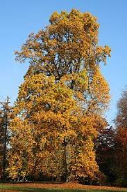 Liriodendron Tulipifera Wikipedia