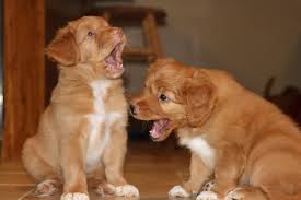 10 Reasons To Get A Toller And 10 Reasons Not To Get A Toller Nova Scotia Duck Tolling Nova Scotia Duck Tolling Retriever Duck Retriever