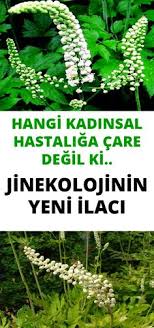 Örneğin çok dallı bir areka palmiyesinin önüne daha kısa yapraklara sahip bir pilea koyabilirsiniz. Bitki Icin 330 Fikir 2021 Bitki Cicek Bahce