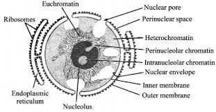 We did not find results for: Draw A Neat And Labelled Diagram Of Nucleus Sarthaks Econnect Largest Online Education Community
