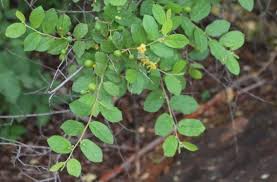 Image result for Grewia hornbyi