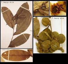 Image result for Drypetes