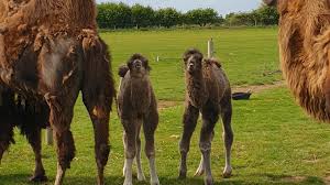 Good morning happy hump day camels pictures, photos, and. Happy Hump Day As Baby Camels Make Wildlife Park Debut Calendar Itv News