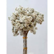 Lain cerita jika bunga edelweis yang digunakan sebagai hiasan akad nikah cut meyriska dan roger danuarta adalah bunga edelweis hasil budidaya yang kini tengah menjamur di masyarakat. Bunga Edelweiss Kering Dried Flower Bunga Kering Edelweis Lazada Indonesia