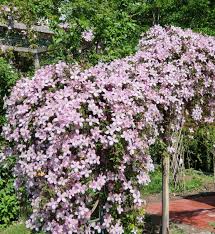 Maybe you would like to learn more about one of these? Clematis Rubens Clematis Montana Rubens Baumschule Horstmann