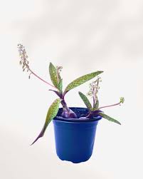 Image result for Lobelia petiolata