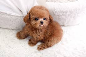 When buying a standard poodle puppy, we strongly recommend doing some research to find a reputable shelter or breeder. Teacup Toy Poodle Price Range Mini Standard Poodle Puppies Price