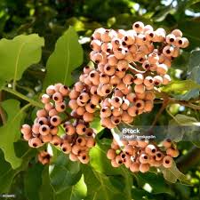 Image result for Eucalyptus torelliana