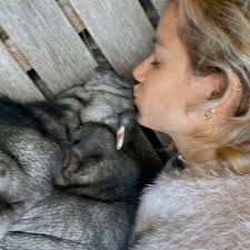 Hi everyone, I'm Emily and I'm currently looking for a live-in volunteer  position within the UK at a vegan sanctuary or rescue. I have hands-on  animal care experience (kennels, cattery, small animals,