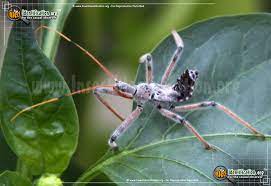 Flies go through four stages of development: Wheel Bug Arilus Cristatus