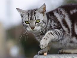 See full list on vetinfo.com Testing For Abdominal Enlargement In Cats Vca Animal Hospital