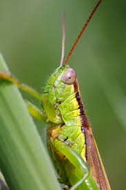 Image result for Oldfieldia dactylophylla