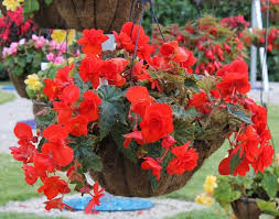 Maybe you would like to learn more about one of these? 24 Best Hanging Basket Flowers Flowering Plants For Hanging Baskets