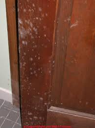 Basement mold can be a serious problem. What Does White Or Light Colored Gray Mold Look Like On Building Surfaces Photographs Of White Mold Gray Mold Indoors These Pictures Aid In Mold Detection Mold Identification Mold Recognition In Buildings