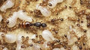 Whether you're dealing with carpenter ants, black widow spider, or other popular pests, you should choose our sf rodent control experts. Ants