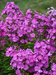 Maybe you would like to learn more about one of these? Phlox Cover Girl Bluestone Perennials
