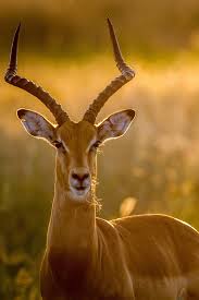 Impala The Facts Behind An African Animal Beauty African Animals Impala Animal Animals