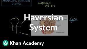 Complete figure 6.1a by labeling compact bone and spongy bone. Microscopic Structure Of Bone The Haversian System Video Khan Academy