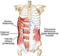 We did not find results for: Anatomy Lesson Core Beautiful To The Core Anatomy Lessons Abdominal Muscles Anatomy Anatomy
