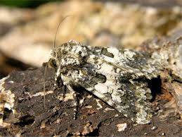 Image result for Hadena compta