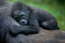 There are over 1,100 species of mammals and 2,600 species of birds in africa. 10 Most Endangered Animals In Africa Wanted In Africa