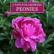 Entrance flower beds at peony gardens. 5 Tips For Growing Peonies Longfield Gardens