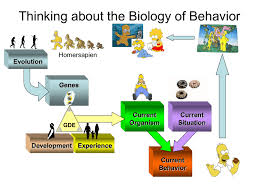 Behavioral neuroscience, also known as biological psychology, biopsychology, or psychobiology, is the application of the principles of biology to the study of physiological, genetic, and developmental mechanisms of behavior in humans and other animals. Biopsychology As A Neuroscience
