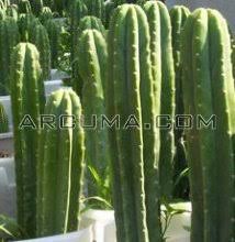 Una vez cortado se puede dejar secar para conservarlo, o prepararlo ya en fresco. Cactus San Pedro Efectos Y Preparacion Blog Arcuma