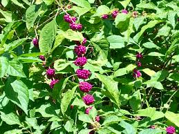 I fantasize about less lawn, too. American Beautyberry A True American Native