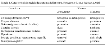 Image result for Hypolytrum goetghebeur
