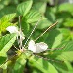 Image result for Cleome aculeata