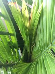 Because they are actually outdoor plants, when attempting to keep an outdoor plant as a houseplant they require an intensive amount of care, compared to when they are in their natural environment. Majestic Palm Pest Knowledgebase Question Garden Org