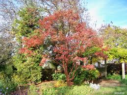 The leaves are imparipinnate and the. Grist For Your Paperbark Maple Name That Plant