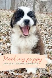 Black And White St Bernard Puppy Meet My New Puppy Maisie Maisie Is A 13 Week Old Saint Bernard Puppy And An Absolute Ray Of Sunshine At The Time Of In 2020 Puppies St Bernard Puppy Saint Bernard
