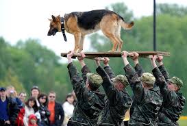 Military Dog Military Dogs Working Dogs Dog Soldiers