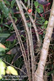 Image result for Flacourtia