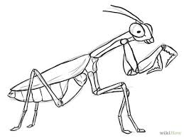 Praying Mantis Praying Mantis Coloring Pages Drawings
